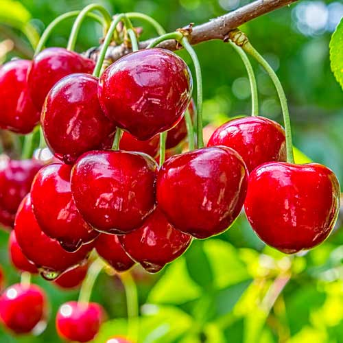 Cerisier Elegant Joy interface.image 1 interface.art 1628