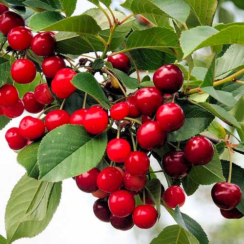 Cerisier Florinas interface.image 1 interface.art 1627