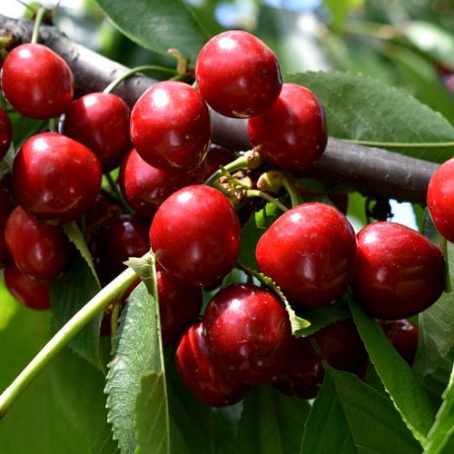 Cerisier Lydia interface.image 1 interface.art 7967