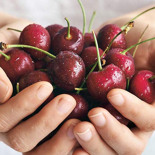 Cerisier Reggina, С2 interface.image 1 interface.art 4280