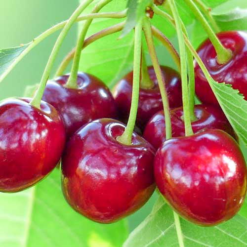 Cerisier Samba, С2 interface.image 1 interface.art 6927