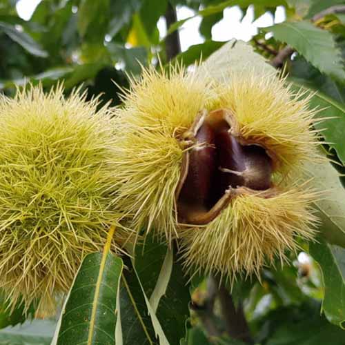 Châtaignier Melivoias, С2 interface.image 1 interface.art 4860