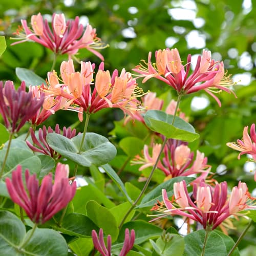 Chèvrefeuille de Heckrotta American Beauty, P9 interface.image 1 interface.art 9046