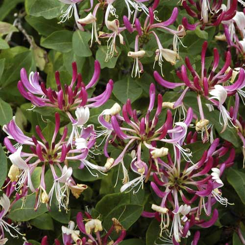 Chèvrefeuille Fragrant Cloud PBR, С2 interface.image 1 interface.art 8230