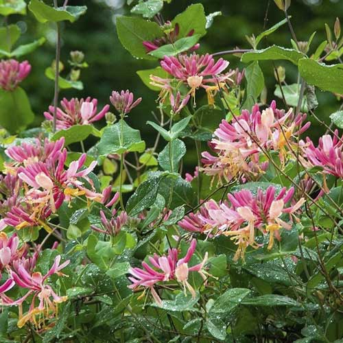 Chèvrefeuille Heckrott Goldflame, С2 interface.image 1 interface.art 8231