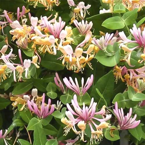 Chèvrefeuille Inga, С2 interface.image 1 interface.art 8228