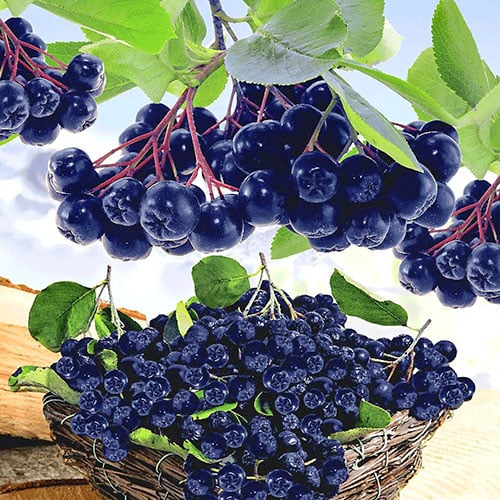 Chokeberry Viking, P9 interface.image 1 interface.art 8204