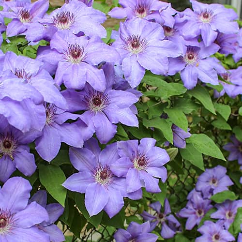 Clematis Blue Cotillion, С2 interface.image 1 interface.art 5467