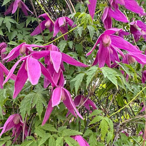 Clematis Constance, С2 interface.image 1 interface.art 5470