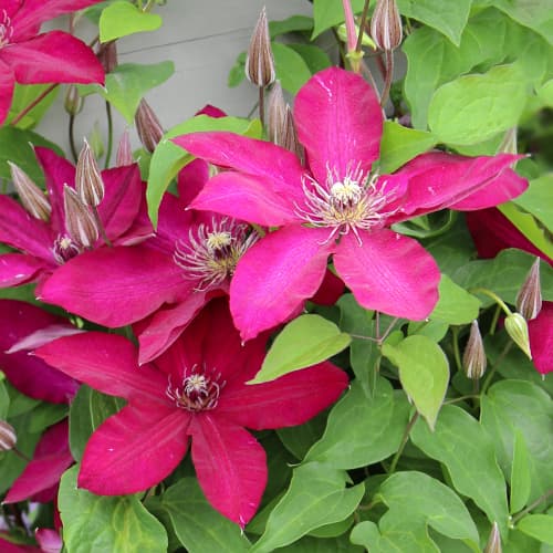 Clematis Expander, С2 interface.image 1 interface.art 5471