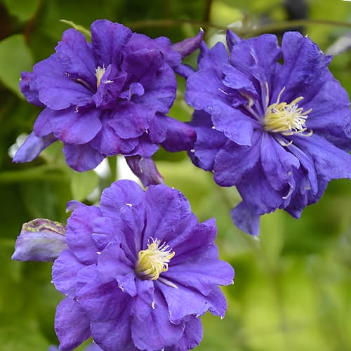 Clematis Floral Dance, С2 interface.image 1 interface.art 5473