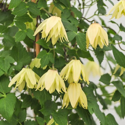 Clematis Golden Surprise, С2 interface.image 1 interface.art 5475