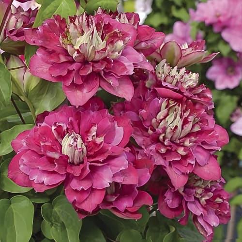 Clematis Hot Kisses, С2 interface.image 1 interface.art 5476