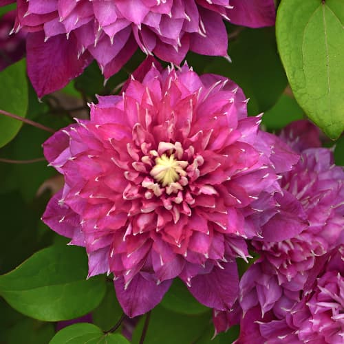 Clematis Hot Love, С2 interface.image 1 interface.art 5477