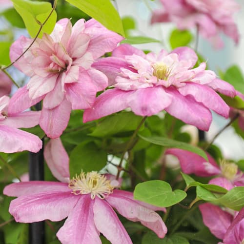 Clematis Innocent Glance, С2 interface.image 1 interface.art 5479