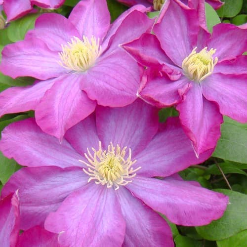 Clematis Kakio Pink Champagne, С2 interface.image 1 interface.art 5481
