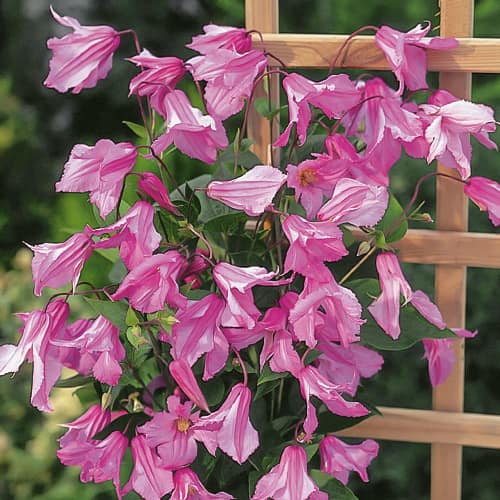 Clématite Alionushka, С2 interface.image 1 interface.art 1550