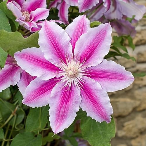 Clématite (Clématite) Bees Jubilee, C2 interface.image 1 interface.art 9661