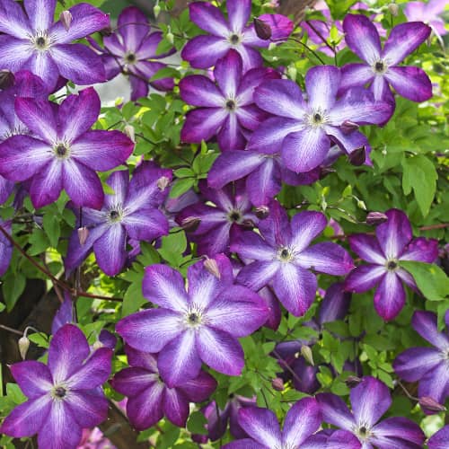 Clématite (Clématite) Venosa Violacea, Р9 interface.image 1 interface.art 9664