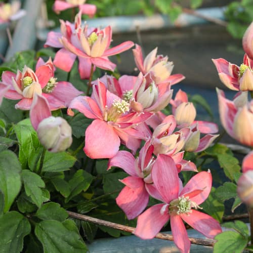 Clématite (Clématite) Marjorie, P9 interface.image 1 interface.art 5874