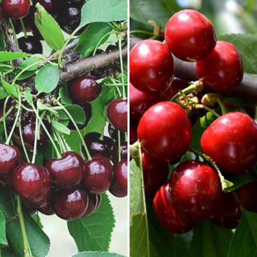 Coffret de conserves de fruits, 2 plants interface.image 1 interface.art 4874