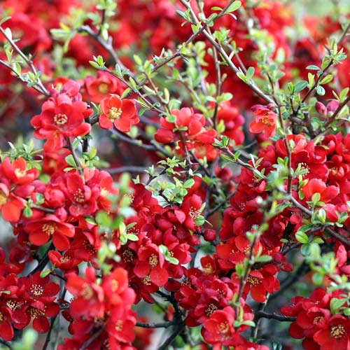 Coing japonais Sargentii, P9 interface.image 1 interface.art 1576