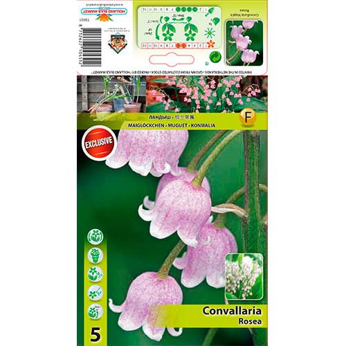 Convallaria Majalis Rosea interface.image 1 interface.art 76201