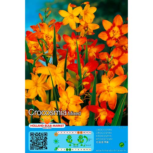 Crocosmia Mixed interface.image 1 interface.art 76404