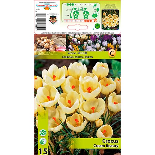 Crocus Cream Beauty interface.image 1 interface.art 67328