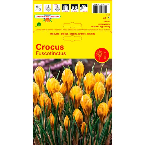 Crocus Fuscontinctus interface.image 1 interface.art 67539