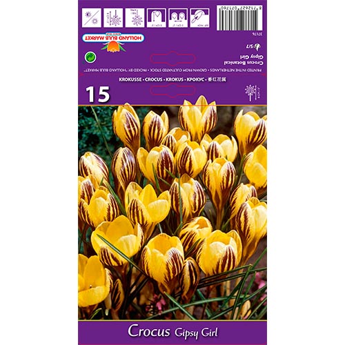 Crocus Gipsy Girl interface.image 1 interface.art 67617
