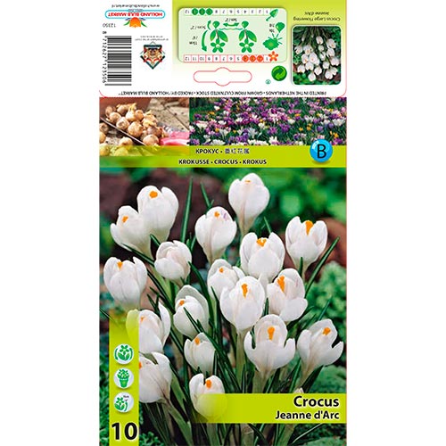 Crocus Jeanne d'Arc interface.image 1 interface.art 67332