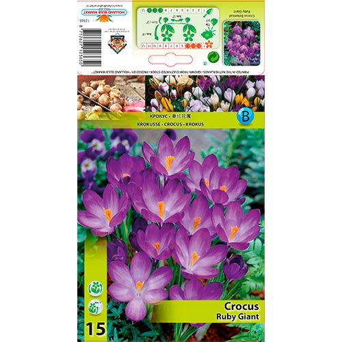 Crocus Ruby Giant interface.image 1 interface.art 67338