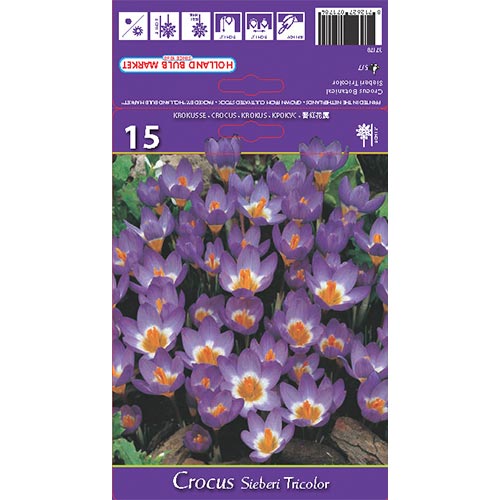 Crocus Sieberi Tricolor interface.image 1 interface.art 67620