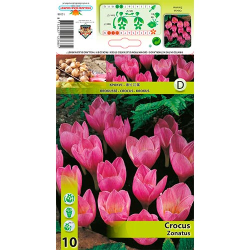 Crocus Zonatus interface.image 1 interface.art 67345