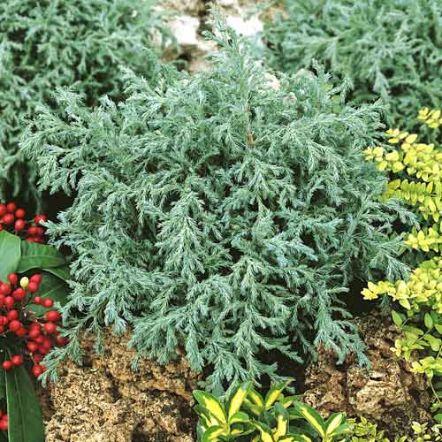 Cyprès des pois Baby Blue, C2 interface.image 1 interface.art 7733