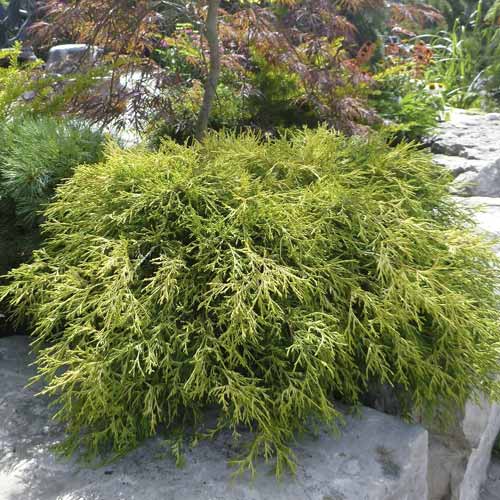 Cyprès des pois Sungold, C2 interface.image 1 interface.art 7761