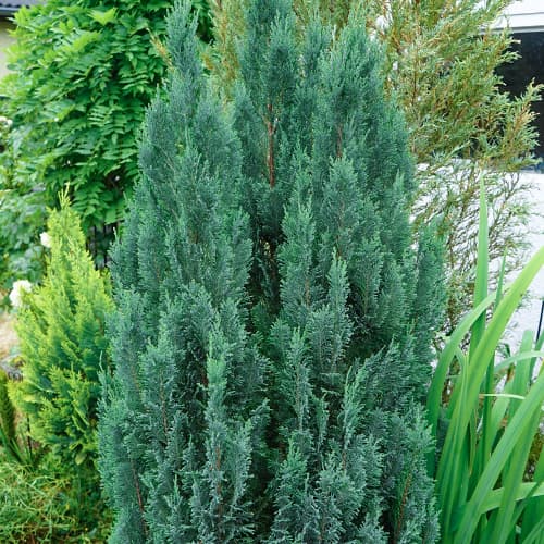 Cyprès Van Pelts Blue interface.image 1 interface.art 9692