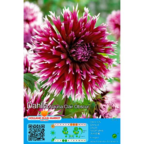 Dahlia Alauna Clair Obscur interface.image 1 interface.art 76405