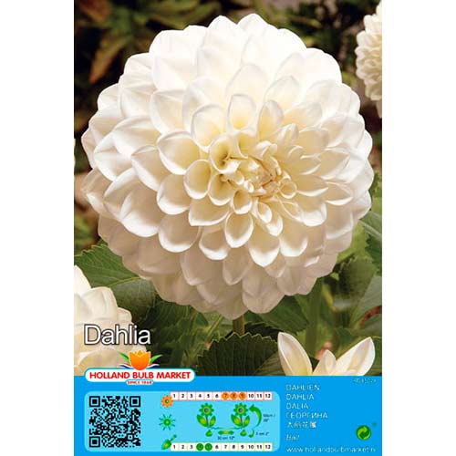Dahlia Boom Boom White interface.image 1 interface.art 76410