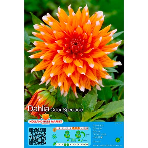 Dahlia Colour Spectacle interface.image 1 interface.art 76413