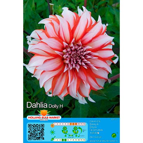 Dahlia Dolly H interface.image 1 interface.art 76416