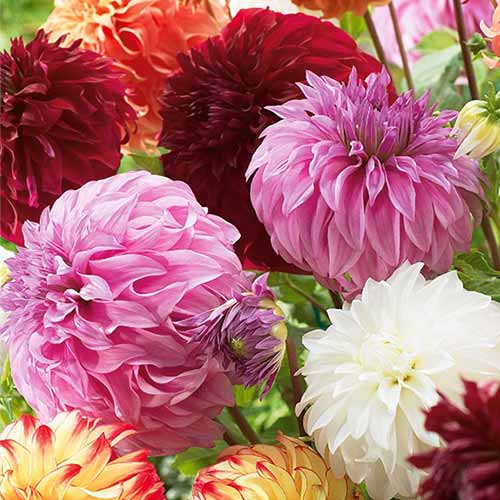 Dahlia Géante, mixed interface.image 1 interface.art 76512