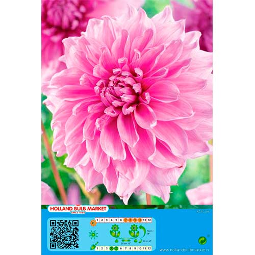 Dahlia Lavender Perfection interface.image 1 interface.art 76421