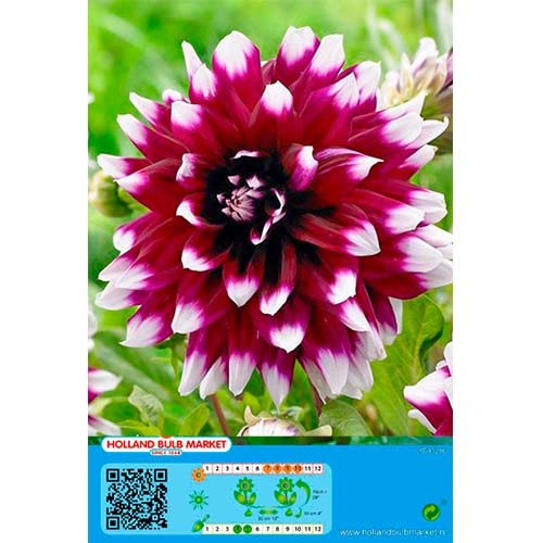 Dahlia Mistery Day interface.image 1 interface.art 76425
