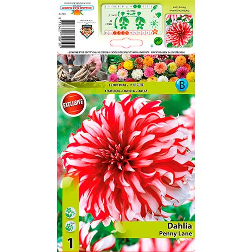 Dahlia Penny Lane interface.image 1 interface.art 76217