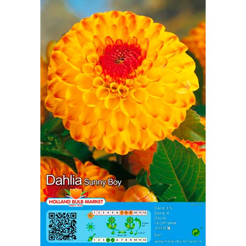 Dahlia Sunny Boy interface.image 1 interface.art 76429