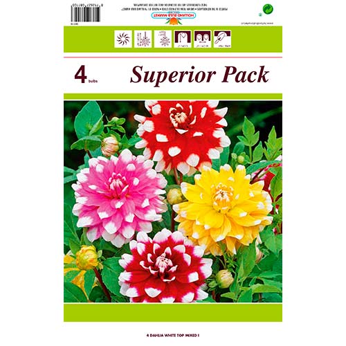 Dahlia White Top Mixed interface.image 1 interface.art 76431