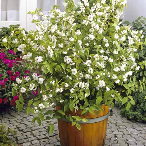 Deutzia hybride Pride of Rochester, С2 interface.image 1 interface.art 8215