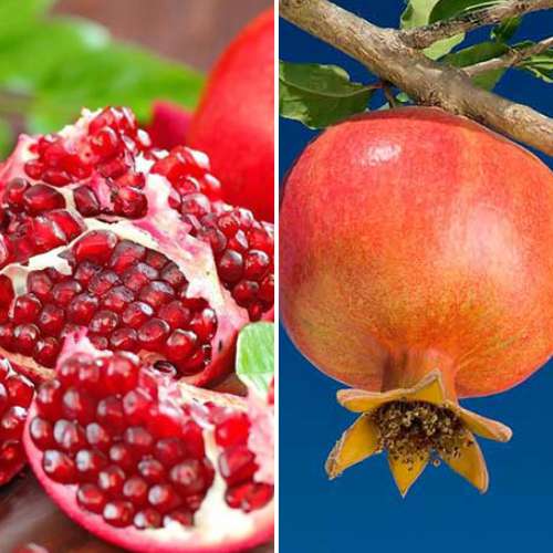 Duo de grenades, 2 plants interface.image 1 interface.art 4879